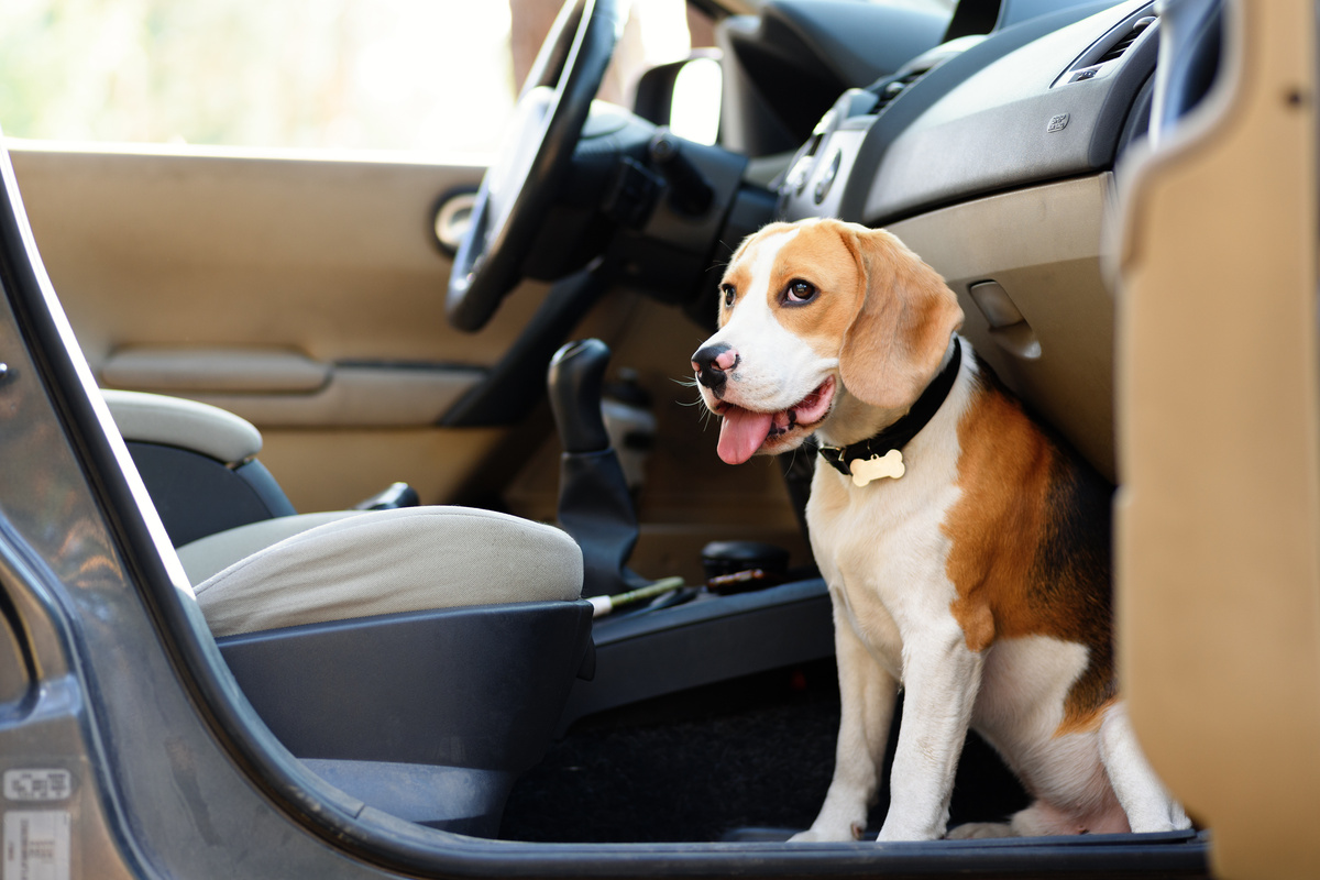 Dog in the car